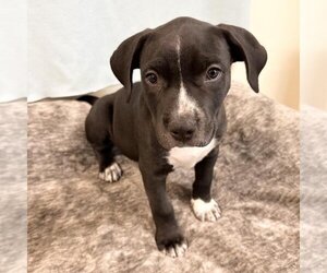 American Staffordshire Terrier Dogs for adoption in Rohnert Park, CA, USA