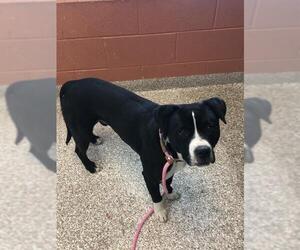 Boxer-Unknown Mix Dogs for adoption in Pueblo, CO, USA