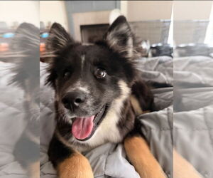 German Shepherd Dog-Siberian Husky Mix Dogs for adoption in Oakhurst, NJ, USA