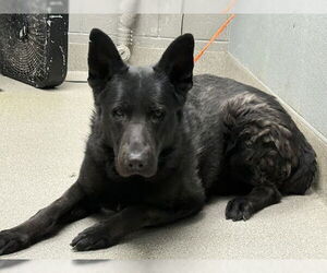 German Shepherd Dog-Unknown Mix Dogs for adoption in Las Vegas, NV, USA