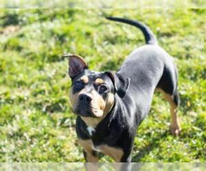 Rottweiler-American Pit Bull Terrier Dogs for adoption in Placerville, CA, USA