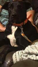 Great Dane-Labrador Retriever Mix Dogs for adoption in Midland, TX, USA
