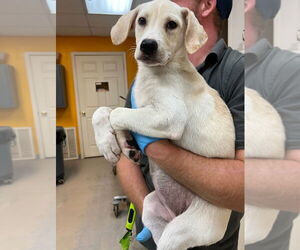 Canaan Dog Dogs for adoption in Bryant, AR, USA