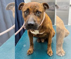 Bulldog-Unknown Mix Dogs for adoption in Mobile, AL, USA