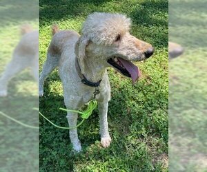 Golden Retriever Dogs for adoption in Scottsboro, AL, USA