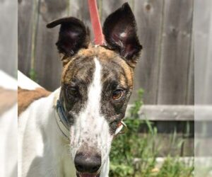 Greyhound Dogs for adoption in Grandville, MI, USA