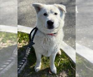 Pyrenees Husky Dogs for adoption in Woodland, CA, USA