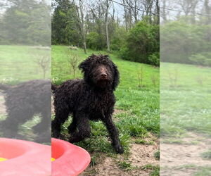 Poodle (Standard)-Unknown Mix Dogs for adoption in Aurora, IN, USA