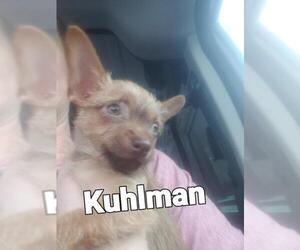 Chihuahua Dogs for adoption in PORT RICHEY, FL, USA
