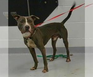 American Pit Bull Terrier Dogs for adoption in St. Cloud, FL, USA