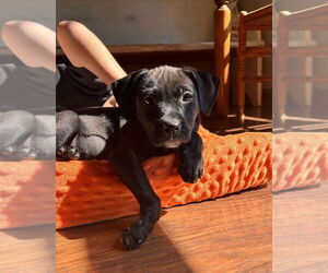 Labrador Retriever-Unknown Mix Dogs for adoption in Mooresville, NC, USA