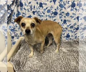 Chihuahua Dogs for adoption in Modesto, CA, USA