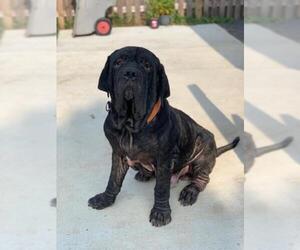 Neapolitan Mastiff Dogs for adoption in Uwchlan, PA, USA
