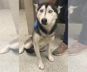 Siberian Husky Dogs for adoption in Conroe, TX, USA