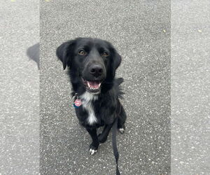 Mutt Dogs for adoption in Westwood, NJ, USA