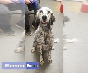 English Setter Dogs for adoption in Richmond, IN, USA