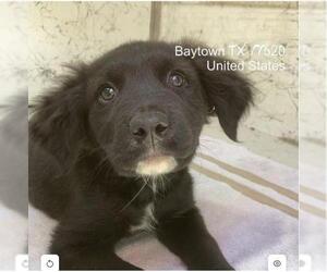 Labrador Retriever-Unknown Mix Dogs for adoption in Baytown, TX, USA