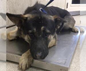 German Shepherd Dog Dogs for adoption in Riverside, CA, USA