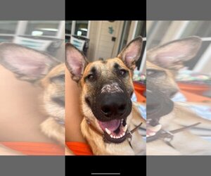 German Shepherd Dog-Unknown Mix Dogs for adoption in Dallas, TX, USA