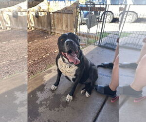 Labrador Retriever-Unknown Mix Dogs for adoption in Chandler, AZ, USA