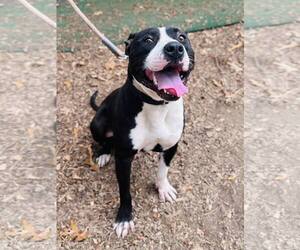 Mutt Dogs for adoption in Clarkesville, GA, USA