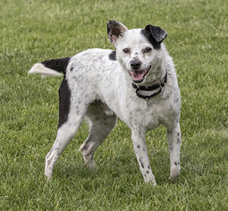 Border Terrier-Unknown Mix Dogs for adoption in McKenna, WA, USA