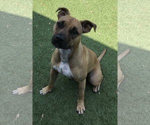 Bullboxer Pit Dogs for adoption in Little Elm, TX, USA