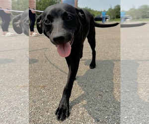American Pit Bull Terrier-Unknown Mix Dogs for adoption in Germantown, OH, USA