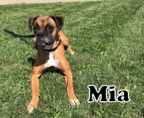 Boxer Dogs for adoption in Tremont, IL, USA