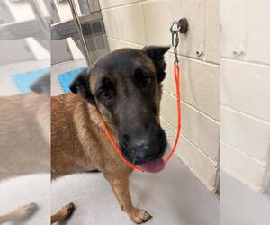 Mutt Dogs for adoption in Sanford, FL, USA