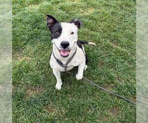 American Pit Bull Terrier-Unknown Mix Dogs for adoption in Bakersfield, CA, USA