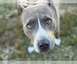 Mutt Dogs for adoption in Tulsa, OK, USA