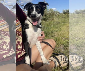 Border Collie Dogs for adoption in Winter, WI, USA