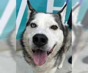Siberian Husky Dogs for adoption in Salinas, CA, USA