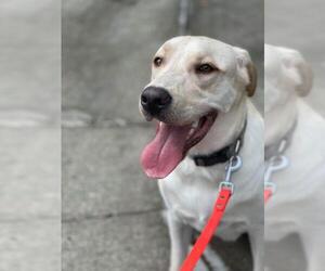 Labrador Retriever Dogs for adoption in Groveland, FL, USA