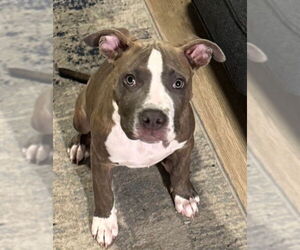 American Bulldog-Unknown Mix Dogs for adoption in Oakland Park, FL, USA