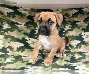 Boxer-German Shepherd Dog Mix Dogs for adoption in HESPERIA, CA, USA