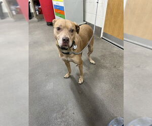 Labrador Retriever Dogs for adoption in Forestville, MD, USA