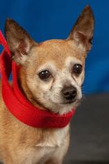 Chihuahua Dogs for adoption in Johnson City, TN, USA