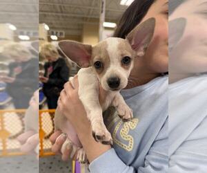 Chihuahua-Unknown Mix Dogs for adoption in Holly Springs, NC, USA