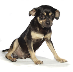 Medium Photo #1 Pug-Unknown Mix Puppy For Sale in Oakland Park, FL, USA