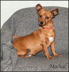 Chiweenie Dogs for adoption in Ada, OK, USA