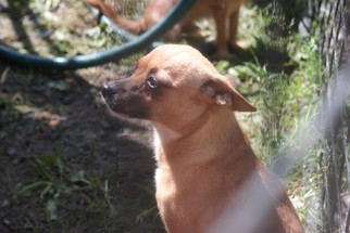 Chihuahua Dogs for adoption in Sebec, ME, USA