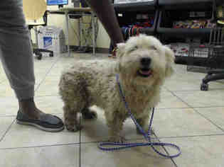 Norfolk Terrier-Unknown Mix Dogs for adoption in Houston, TX, USA