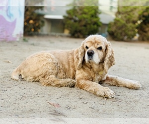 Medium Photo #1 Cocker Spaniel Puppy For Sale in Seal Beach, CA, USA