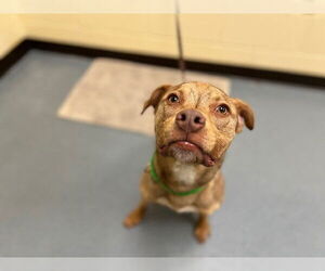 American Pit Bull Terrier Dogs for adoption in Denver, CO, USA
