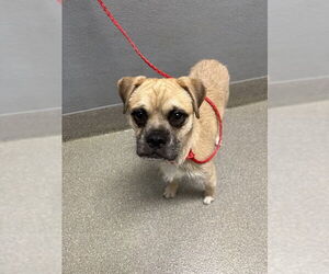 Puggat Dogs for adoption in Las Vegas, NV, USA