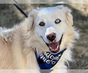 Australian Shepherd Dogs for adoption in Pueblo, CO, USA