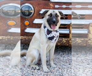 Anatolian Shepherd-Unknown Mix Dogs for adoption in McKinney, TX, USA