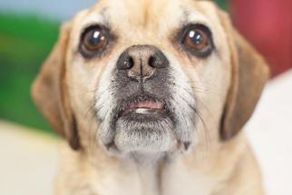 Puggle Dogs for adoption in Bellbrook, OH, USA